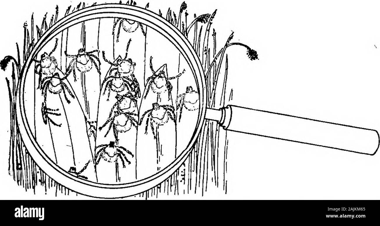 Wie auf den letzten tick Bemerkungen, die sich aus aktiven Feld Erfahrung in Tick Tilgung erhalten. m vom Trocknen. Von 19 Tagen im Sommer bis zu 6 Monate im Herbst beginnen andwinter die Eier auszubrüten. Die kleinen braunen, Sechsbeinige Larven, oder Saatgut Zecken, kriechen aus dem eggsand bald steigen in der Nähe von üppiger Vegetation, Laufevents damit ihre Chancen für einen Host, der syn- chron unerlässlich für ihre weitere Entwicklung. Assoon als Möglichkeit angeboten wird, die Sie themselvesto Eine Weitergabe oder ruhend Kuh, oder in Ausnahmefällen casesto Pferde und Maultiere. Wenn ein Host zu finden, der Samen, WIE DIE LA ZU ERHALTEN Stockfoto