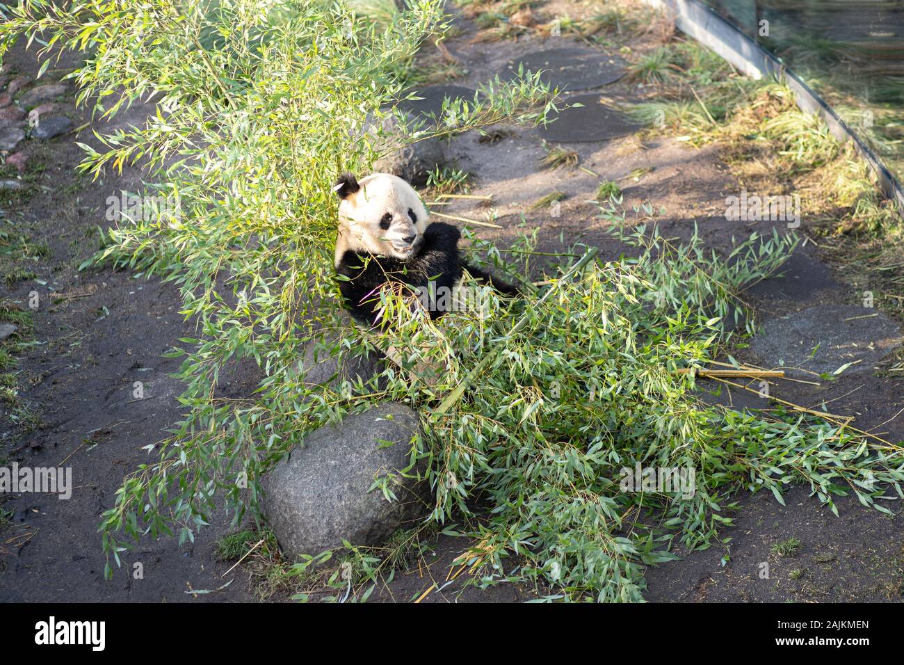 Panda in den Kopenhagener Zoo Stockfoto