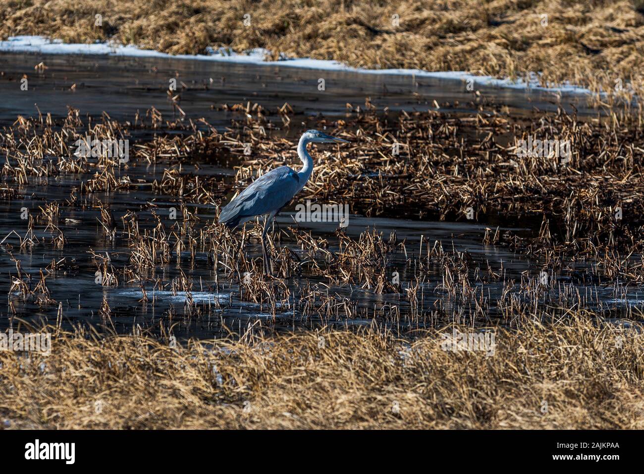Ardea cinerea Vogel auf der Suche nach Nahrung auf gefrorenen Winter Lake Stockfoto