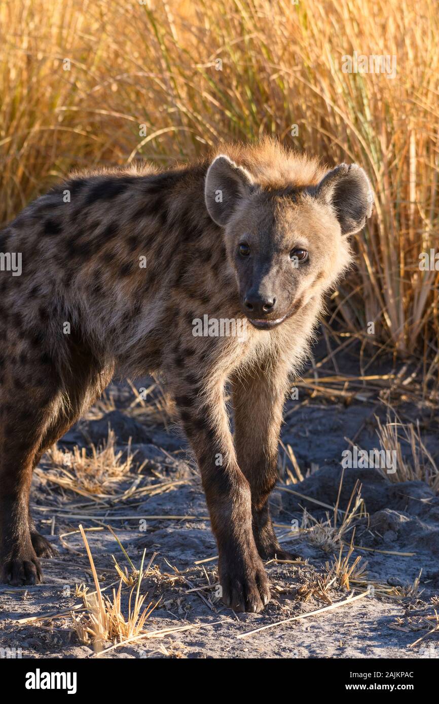 Gesichtet wurden Hyena, Crocuta Crocuta, Bushman Plains, Okavanago Delta, Botswana Stockfoto