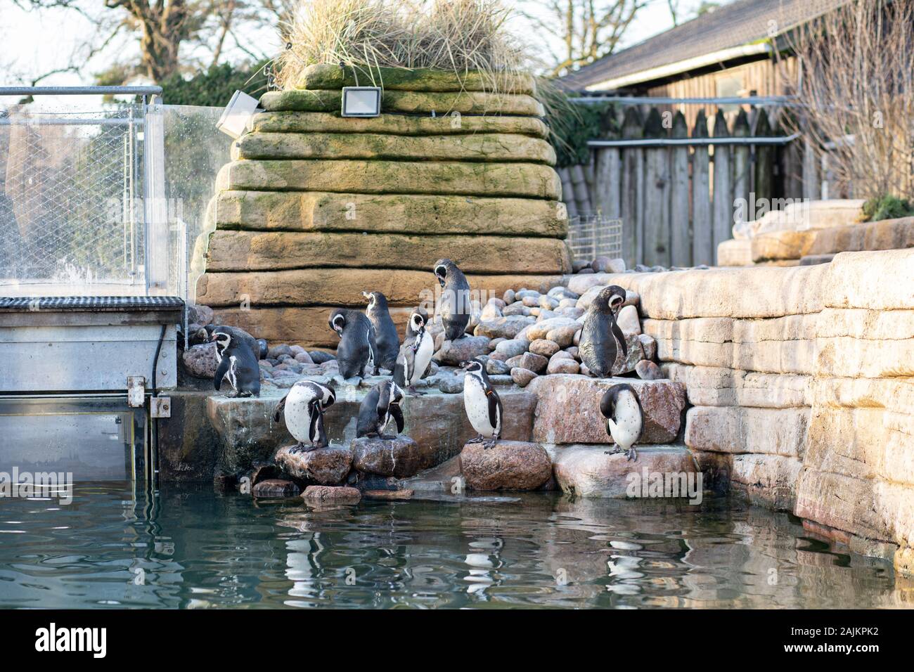 Pinguine im Zoo Kopenhagen Stockfoto