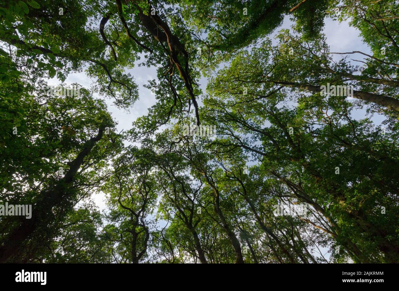 Wald in der Nähe von Pitlochry in den schottischen Highlands Von Perthshire Schottland Großbritannien Stockfoto