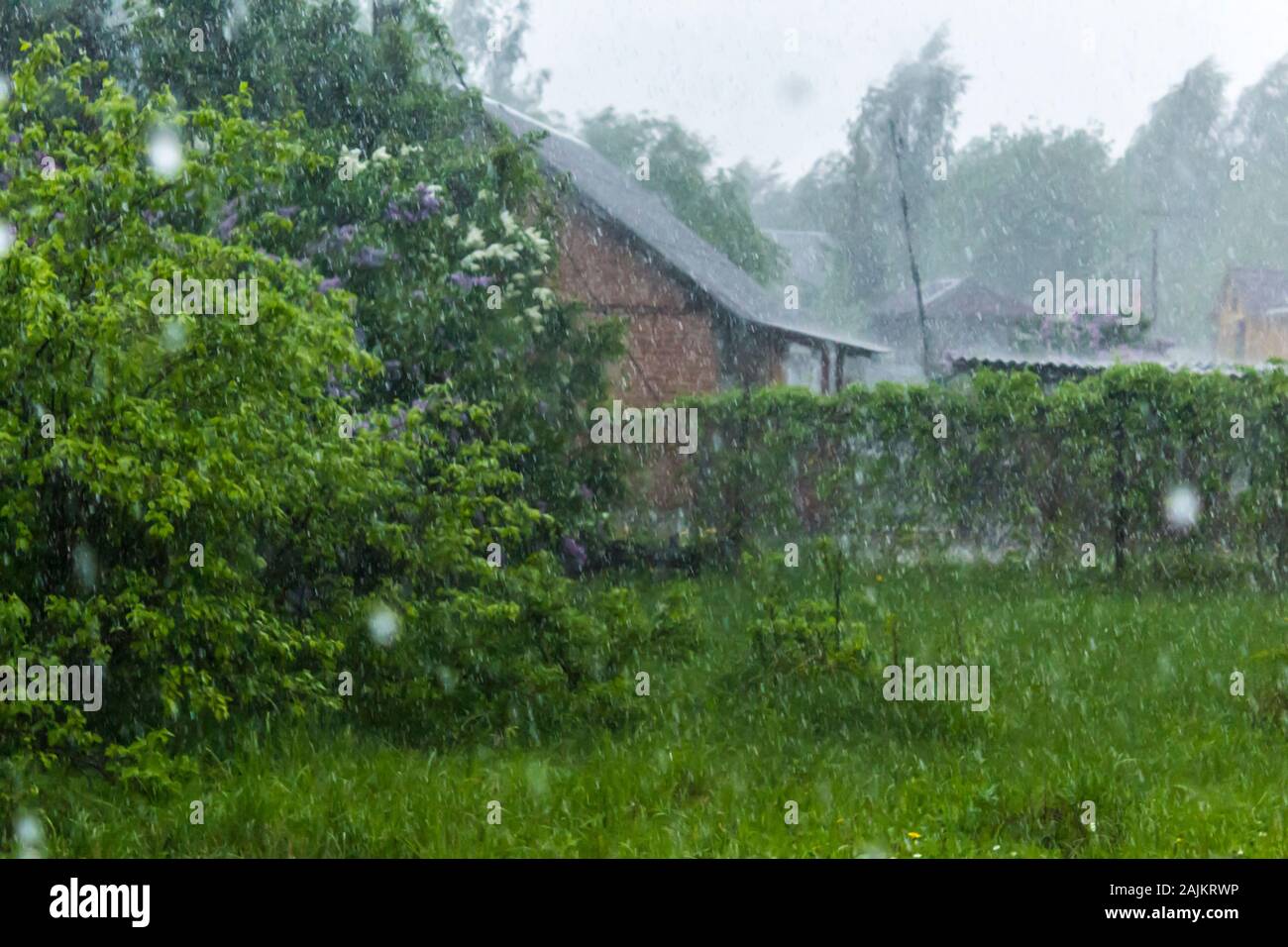 Frühling. Regen in den ländlichen Garten. Tropfen Regen fallen auf Häuser, frisches Laub und Blumen. Stockfoto