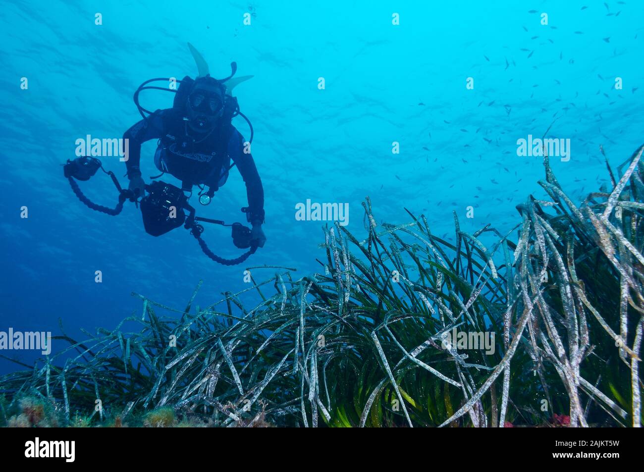 Unterwasser Fotograf über Neptun Seegras (Posidonia oceanica) in Ses Salines Naturpark (Formentera, Pityusic Inseln, Balearen, Spanien) Stockfoto