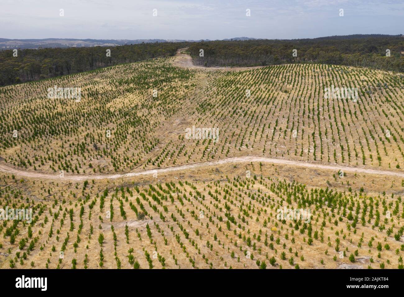 Eine Luftaufnahme von a Christmas Pine Tree Farm in den Bergen von South Australia Stockfoto