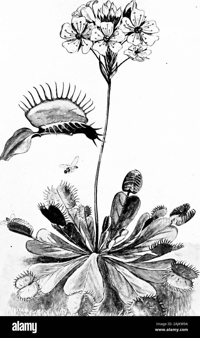 Den Ursprung und die Natur der Emotionen; verschiedene Papiere. t Neue Anpassungen des Mechanismus wird beevolved die neuen Bedingungen zu erfüllen. Ist nicht dieser Auffassung der mans Aktivitäten unendlich morewonderful, und unendlich viel mehr als verständlich ist, dass seine Aktivitäten theconception kann durch theexistence einer unbekannten, vmimaginable ausgewiesen werden müssen, und immaterielle forcecalled nnnd oder Seele? Wir haben bereits gezeigt, wie die Nervenzellen Mechanismus ist sowell Ada]) ted auf den innumeral:)] e Reize der Umwelt thatit kann genau übertragen und zwischen theinfinite Variationen der Geschwindigkeit im Äther unterscheiden Stockfoto