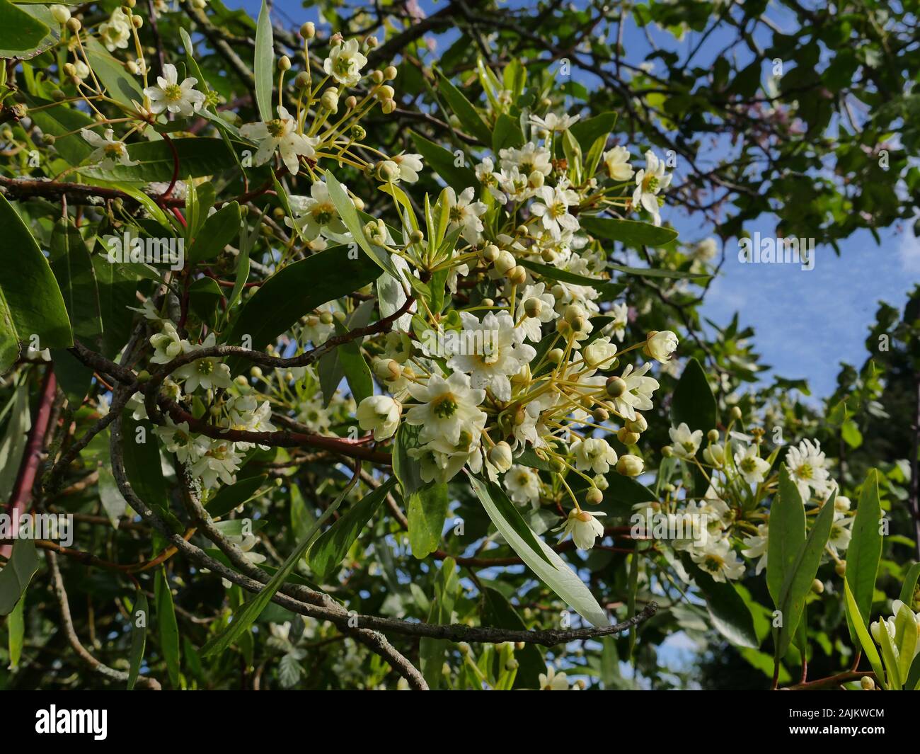 Drimys winteri, Winter-Zimt Stockfoto
