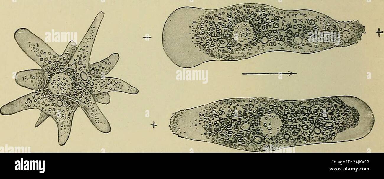 Allgemeine Physiologie; einen Überblick über die Wissenschaft des Lebens. iarv Bewegung ist viel mehr charakteristisch. Die Flimmerhärchen in den 2 1 vgl. Verworn (96, 4). E E 2 420 Allgemeine Physiologie Pole des Körpers sind in entgegengesetzte Richtungen angeregt, die anodische tocontract, ihre Bewegung wird stärker in die Richtung der theposterior Ende und die kathodic zu erweitern, die Bewegung der thesebeing in Richtung des vorderen Ende stärker, in whateverrelation auf die Richtung der Strömung kann der Körper fixiert werden (Abb. 202, C). Damit in der Amöbe, wie in Paramcecium, das makingof Die aktuelle produziert an den beiden Polen gegenüber Effe Stockfoto