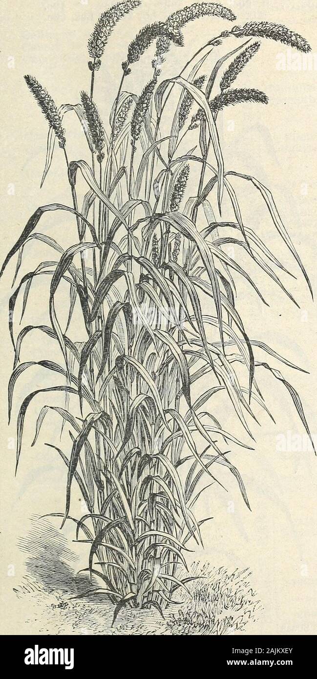 Saatgut Jahresbericht 1908. Zu den allgemeinen Rasen. Lb. 35 c; 100 lbs. $ 30.00 schattigen Rasen Mischung U^^ ilS. l thSvI unter dem Schatten von Bäumen oder Gebäuden, in denen littlesun. Lb. 60 C. Mischungen FÜR GOLF LINKS, während es auf dem Markt zahlreiche bereit vor - spielen Mischungen von mehr oder weniger wert, wir haben foundthat die besten Resultate, indem einzelne atten-tion zu jedem Kunden und eine spezielle Mischung muss suithis gewonnen werden. Damit haben wir die Schwierigkeiten überwinden presentedby der große Unähnlichkeit der örtlichen Bedingungen der variouslinks und bereit sind, profitieren Sie nicht nur von o zu geben Stockfoto