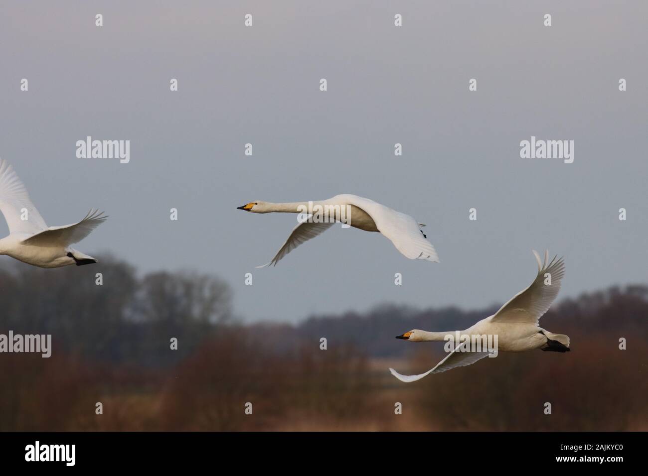 Bewick Schwan Stockfoto