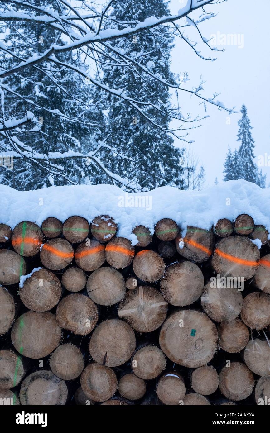 Schnee bedeckt Protokolle im Schnee, Zakopane, Polen Stockfoto
