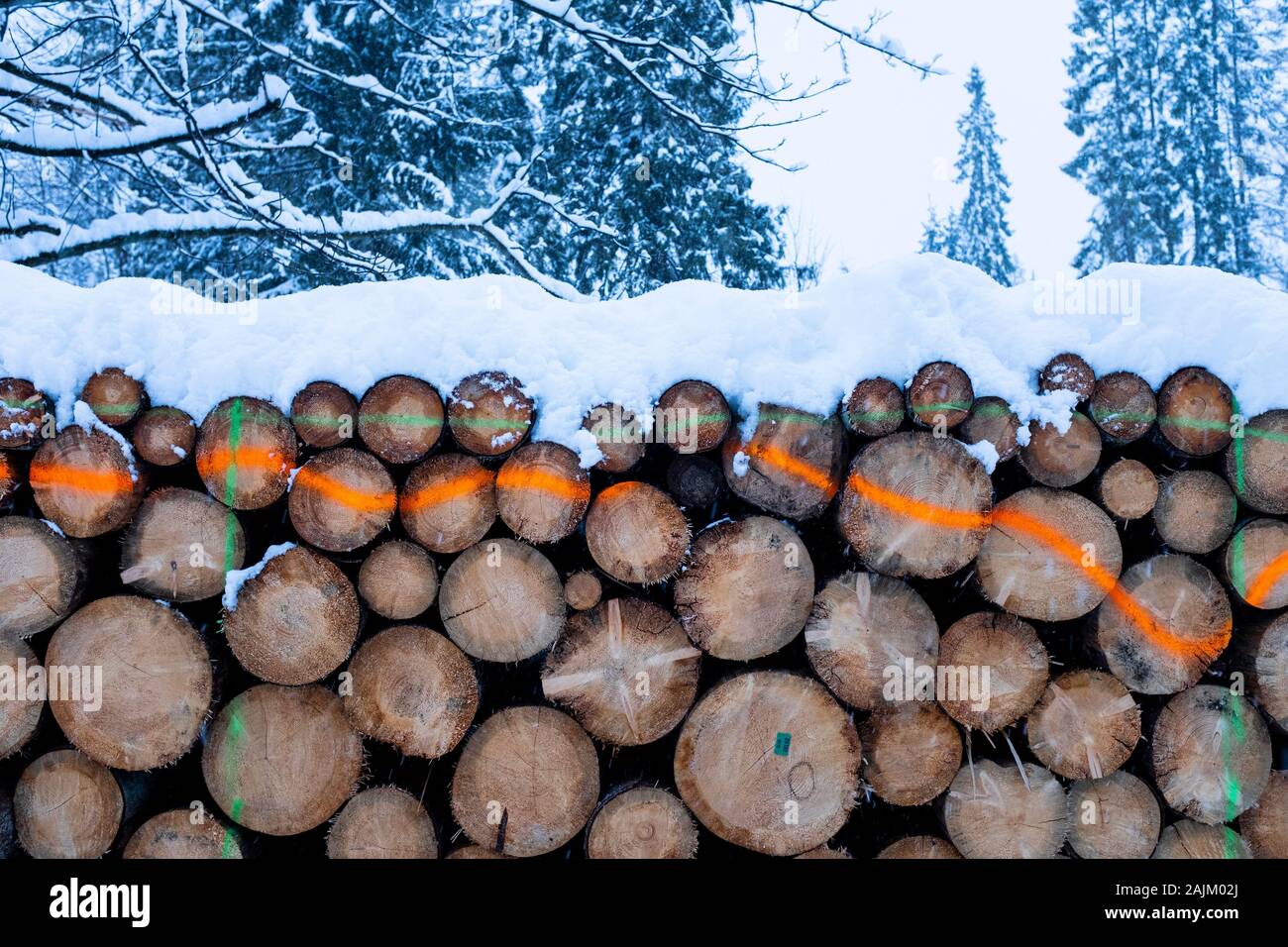 Schnee bedeckt Protokolle im Schnee, Zakopane, Polen Stockfoto