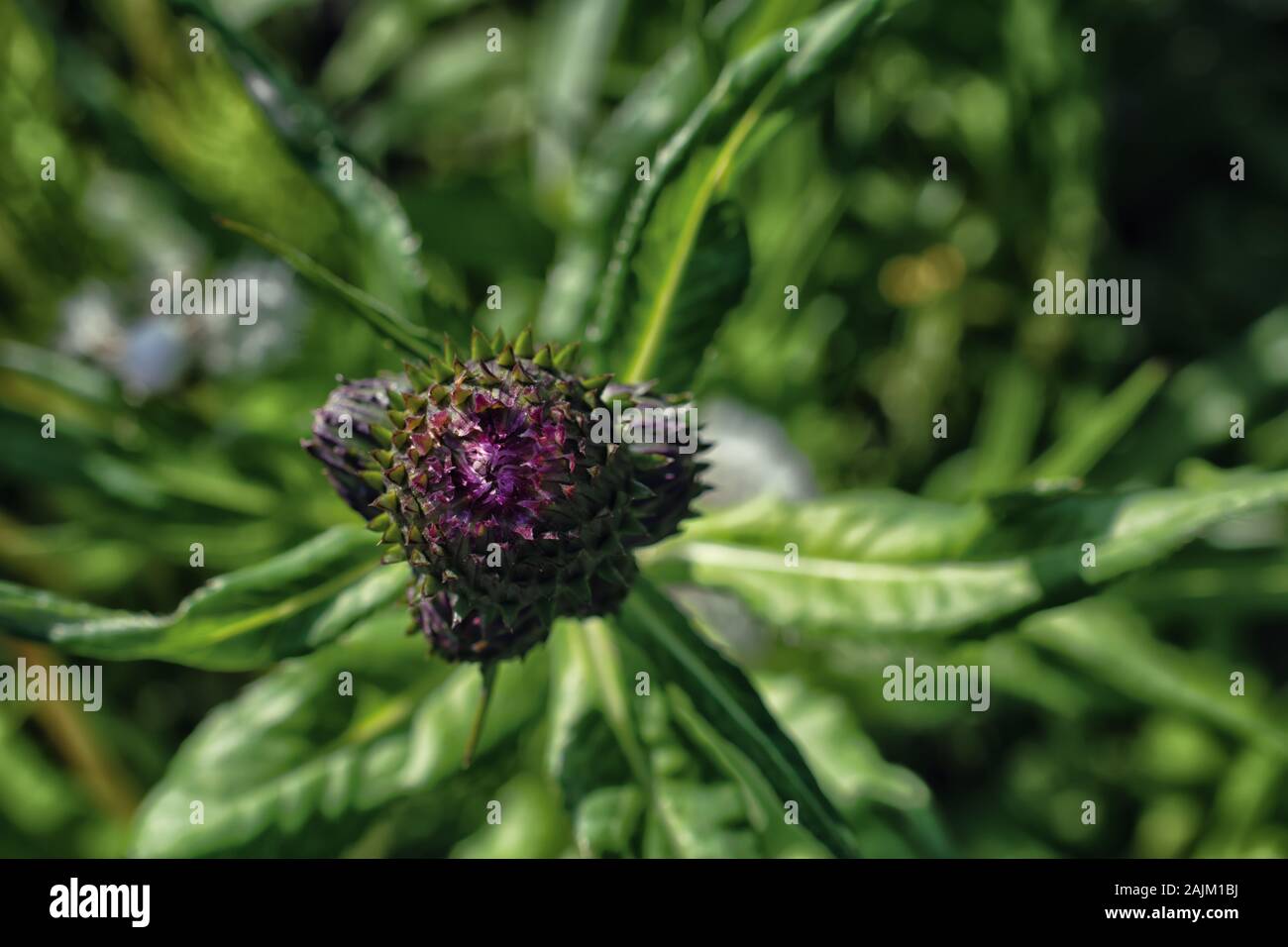 Ein Bild von einem wilden Scottish Thistle. Lila Blume unterstützt und von einem grünen, gezackte, runde Lampe geschützt. Grüne Blätter und Stängel. Stockfoto