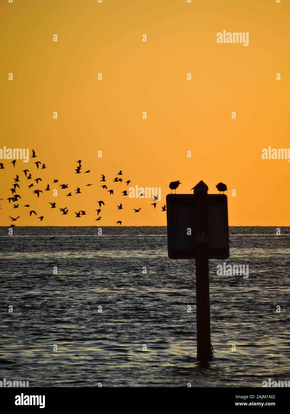 Schwarm Vögel fliegen durch einige ruhende Möwen am Florida Strand bei Sonnenuntergang. Silhouetten der Vögel über große Körper von Wasser und vor dem schönen Stockfoto