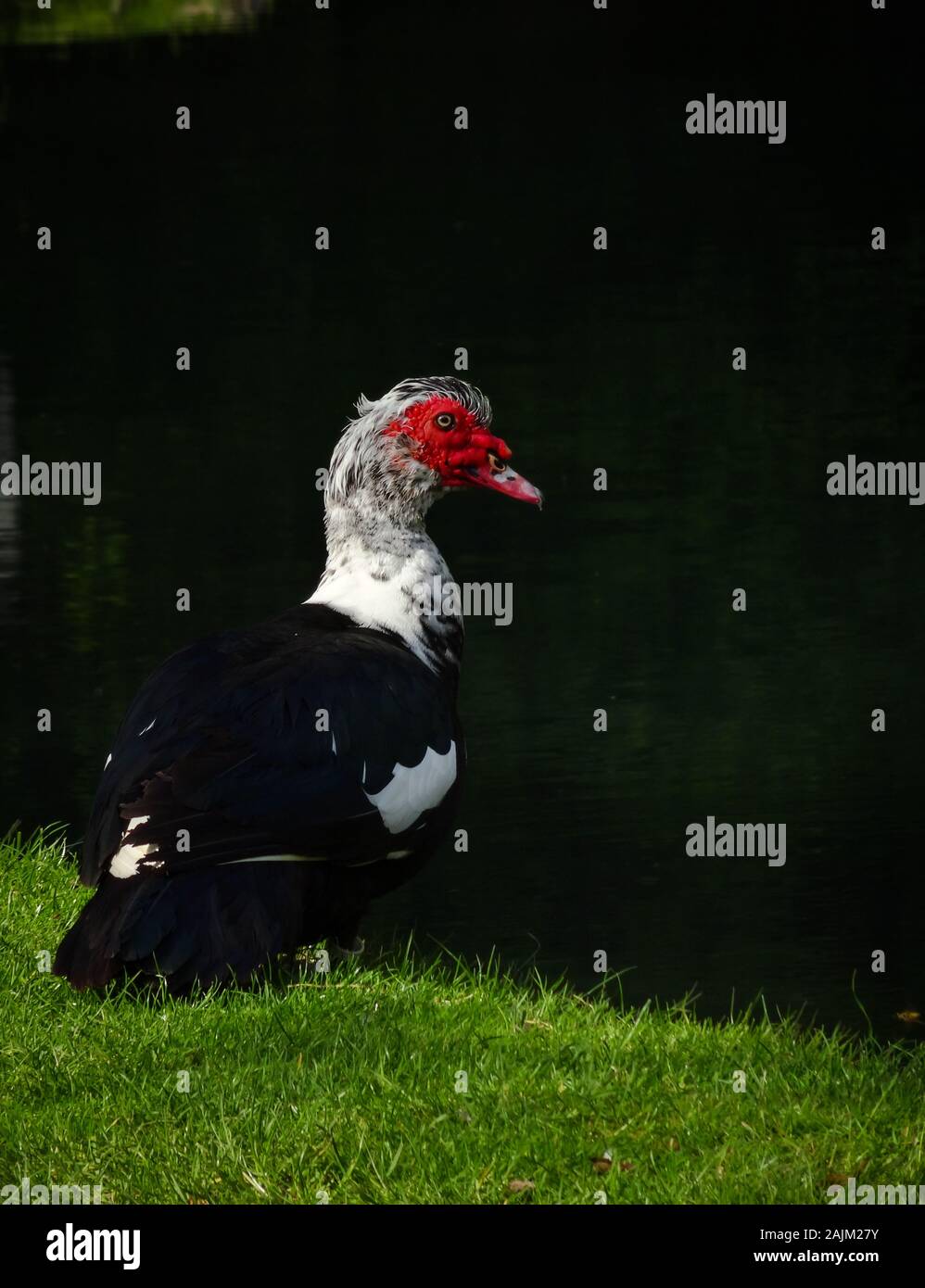 Muskovy Barbar Ente mit schönen roten Kopf stand am See an einem sonnigen Tag. Detaillierte Shot mit einem Vogel und keine Menschen. Gras und See Reflexionen Stockfoto