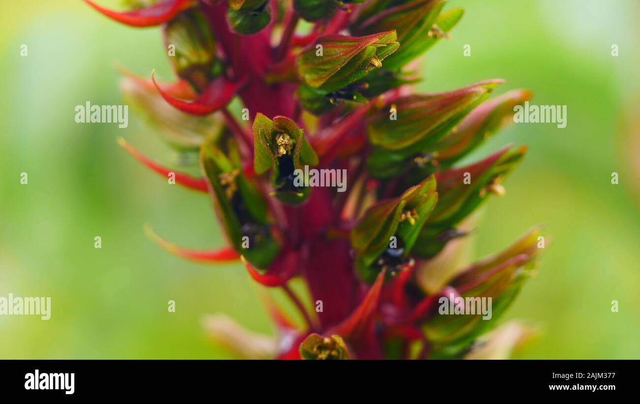 Melianthus major, Honig Strauch, in der Nähe Stockfoto