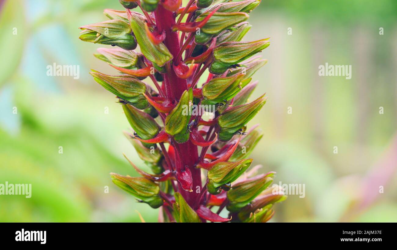 Melianthus major, Honig Strauch, in der Nähe Stockfoto