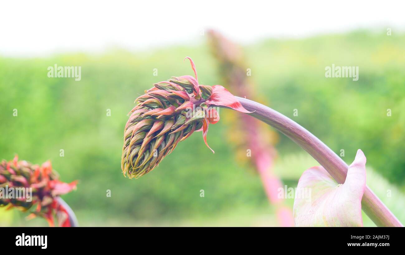 Melianthus major, Honig Strauch, in der Nähe Stockfoto