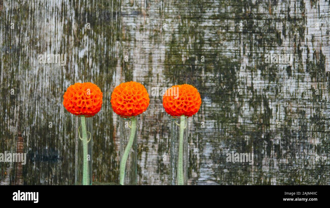 Buddleja Nana, Chilenische orange ball Baum Blumen in Reagenzgläser mit alten Sperrholz Hintergrund Stockfoto