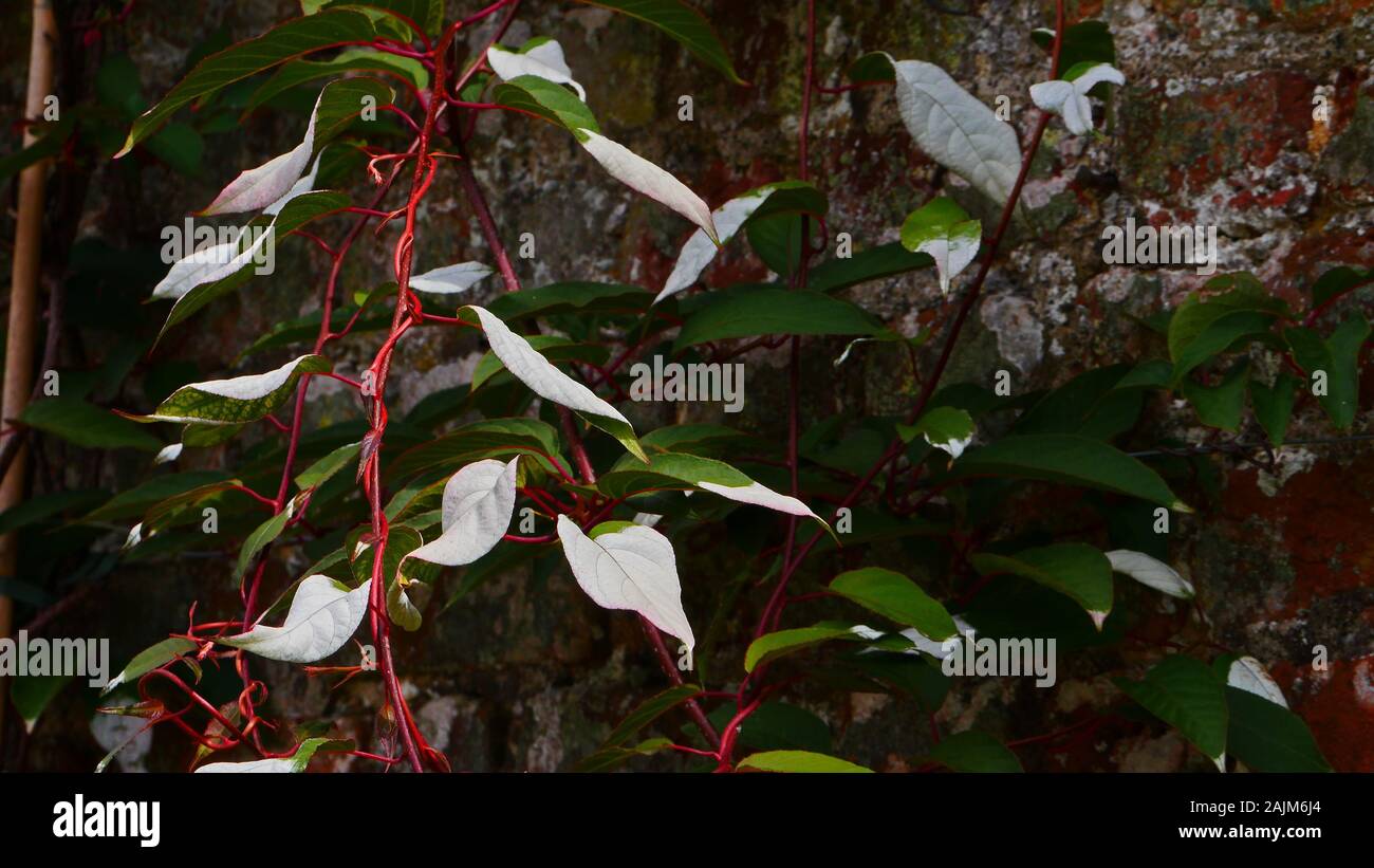 Actinidia, Weiß und Grün gestromt Blätter der Kletterer Stockfoto