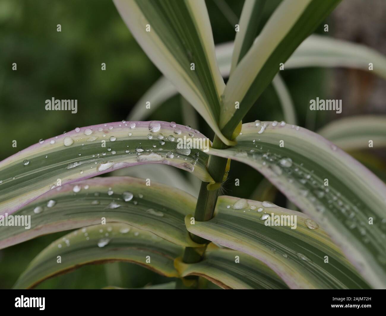 Arundo Donax, riesige Zuckerrohr, Elefantengras, ornamental Gras bunte Blätter, Nahaufnahme, natürliches Licht Stockfoto