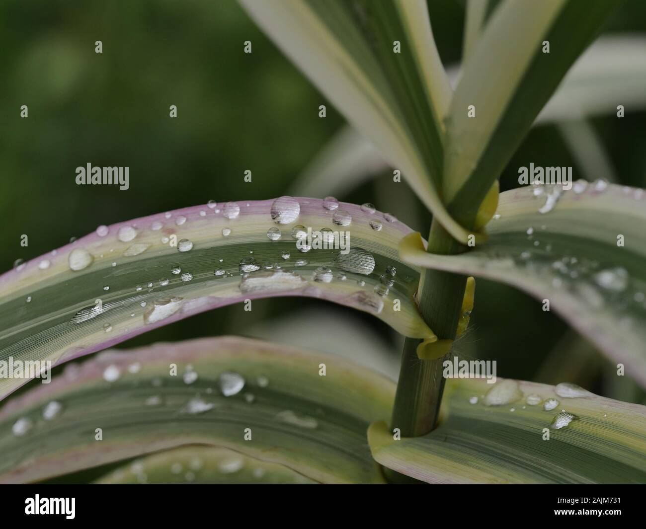Arundo Donax, riesige Zuckerrohr, Elefantengras, ornamental Gras bunte Blätter, Nahaufnahme, natürliches Licht Stockfoto