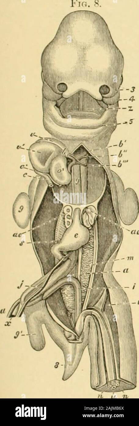 Ein System der Gynäkologie.ch; 6, zweiter Aortenbogen; V, dritte aortenbogen, oder Ductus botalli; y, die zwei Fäden rechts Ami der Satz dieses Schreibens andie sind die pulmonalarterien, die anfangen entwickelt werden: e, den Stamm des Superior cava ami Recht azygos Vene:&lt; • Die Gemeinsame venösen Sinus von theheart; c, dem gemeinsamen Stamm der linken Vena cava Ami links Nzy; u-; o, linke Ohrmuschel des Herzens; v, rechts, v, linken Ventrikel; ae, Lunge, Magen; e; j, Links omphalo-mesenterica Vene; s, Contin - Ergänzungswünsche des Gleichen hinter Riegel Pylorus, wird danach die vena Porta; x, Vitello - Lntestinal Luftleitung Stockfoto