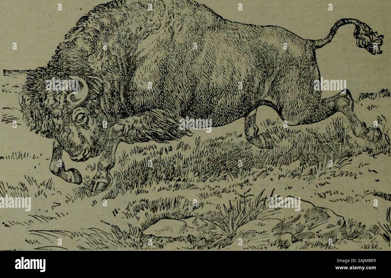 Kanadische Lebensmittelhändler Juli-Dezember 1908. Die kanadische Lebensmittelhändler zahlt es guten Kaffee zu verkaufen. Leute erhalten thehabit der in den Laden, der verkauft thebest Kaffee geht. Chase & Sanborns High-Grade Kaffees sind die Besten, die moneycan kaufen. Chase & Sanborn Importeure MONTREAL australische Lagerhalter griff ti OXOL FÜR RINDER 99 e??. in immensen Mengen. Kanadische sfiortly Storelieepers wird das gleiche tun. OXOL FÜR RINDER Nr. 1, Oxol pulverisiert Dosen; Nr. 2, Oxol Tränken für Kälber; Nr. 3, Oxol Pferd Kugeln; Nr. 4,? Oxol Salve; Nr. 5,?? Oxol leicht Melken Pomadiunt; Nr. 6, Oxol Schweinen Pulvern. Diese sechs sehr scient Stockfoto