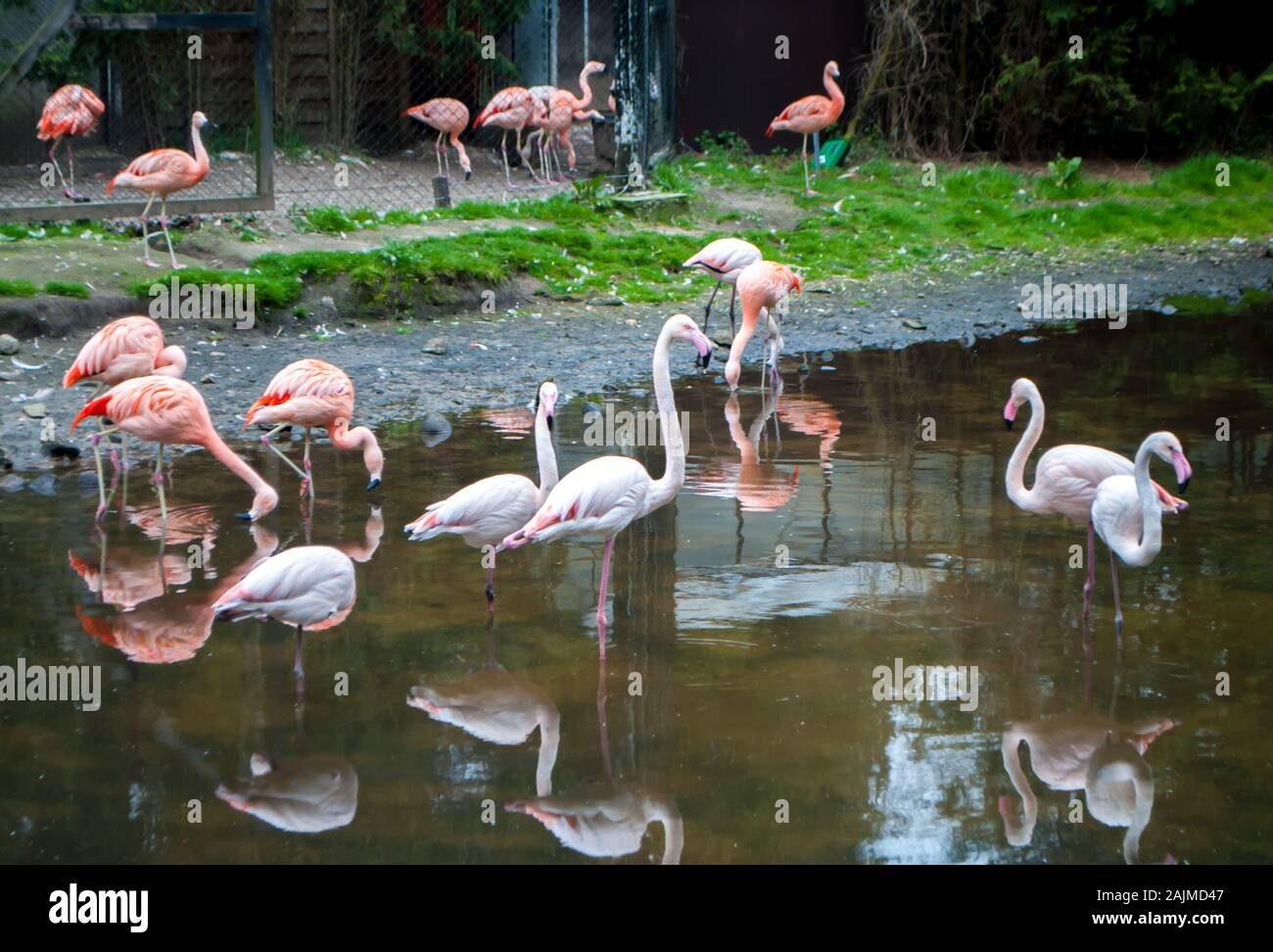 Rosa Flamingos, die in einem See im Park am Morgen Stockfoto