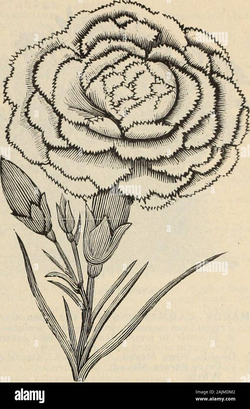 Die Farquhar Katalog der Samen 1900: Pflanzen, Blumenzwiebeln tools Düngemittel, Verbrauchsmaterialien und Leistungsumfängen aus den besten Französischen und Italienischen Rennen 40 2245 Dark-Leaved Sorten. Gemischt. . Unze, .25 .052250 Green-Leaved Sorten. Gemischt... .25 .052265 Nigricans. Dunkelrote Laub .25 .05 CANNA PFLANZEN. Wir haben diese auf einer grossangelegten seit vielen Jahren gewachsen, und unsere Sammlung ist eine in den Vereinigten Staaten unsurpassedby. Siehe Seite 2270 CANNABIS Gigantea. (Pflanze Hanf.) Hardyannual stattlichen und schnelles Wachstum; sechs Fuß Höhe; wertvoll für seine Laub, Blumen grünlich 05 CANTERBURY BELLS. Siehe Campanula Medium, Nein. 2079. 2 Stockfoto