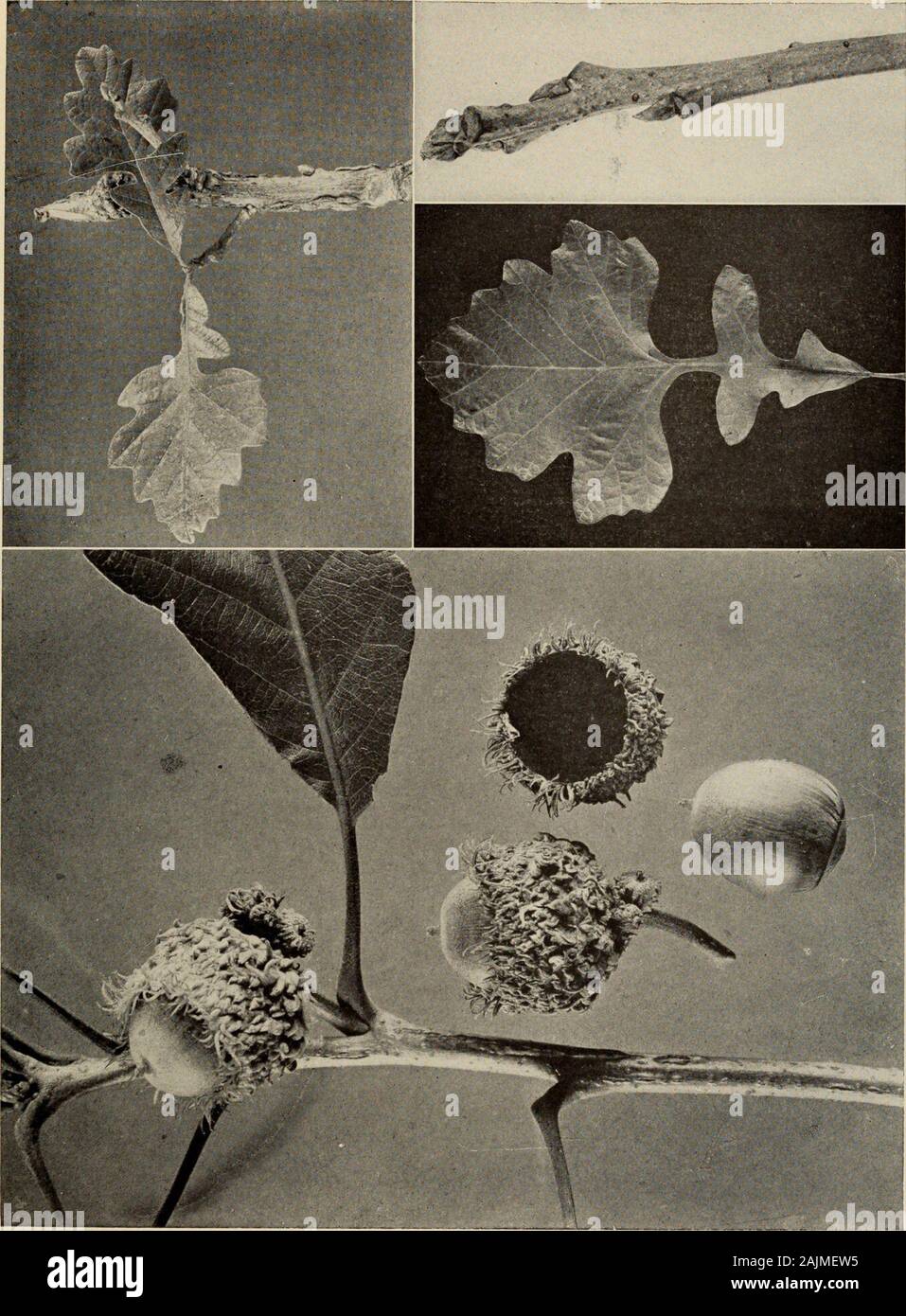 Der Baum Buch: Ein beliebter Führer zu einem Wissen über die Bäume in Nordamerika und auf ihre Verwendung und Anbau. silbrig behaarte Futter; Herbstfarbe gelb oder braun. Blüten mit Hälfte-gewachsen Blätter im Mai; staminate in haarigen yellowcatkins; pistillate, mit Behaart rot Waagen und hellen roten Narben. Eicheln jährliche, J bis 2 cm lang, eiförmig, variabel in Größe und Form, pubertierende, in Tiefen (selten Flach) Schale, Braun, behaart, mit loosescales und bemoosten Fringe. Kernel weiß, süß. Bevorzugter Lebensraum, reich, gut durchlässige Erde. Verteilung, Nova Scotia zu Montana; South, Pennsylvania, Tennessee und Texa Stockfoto