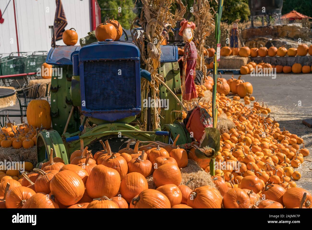 Ansicht der Kürbisse und Halloween Dekoration angeordnet um alte Grün und Blau Farm Traktor Stockfoto