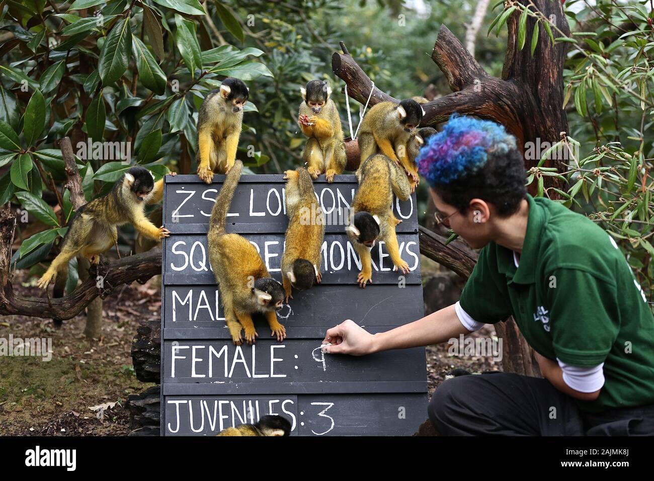 Zoowärter im ZSL London ausgegraben Es klemmbretter, Taschenrechner und Kameras und Donnerstag, den 2. Januar 2020 begann die Zählung der Tiere bei der jährlichen Inventur im Zoo. Die Gezählten jedes Säugetier-, Vogel-, Reptilien, Fische und Wirbellose. Für einige Zoowärter die Aufgabe relativ einfach ist, aber einfallsreichen Taktiken, die von anderen Benutzern verwendet werden. jeder Bewohner im Zoo zu gewährleisten zu bilanzieren, die B.U.G.S team Cheat und Zählen ant Kolonien als einer, statt der Verfolgung Hunderte von einzelnen Ameisen. Stockfoto