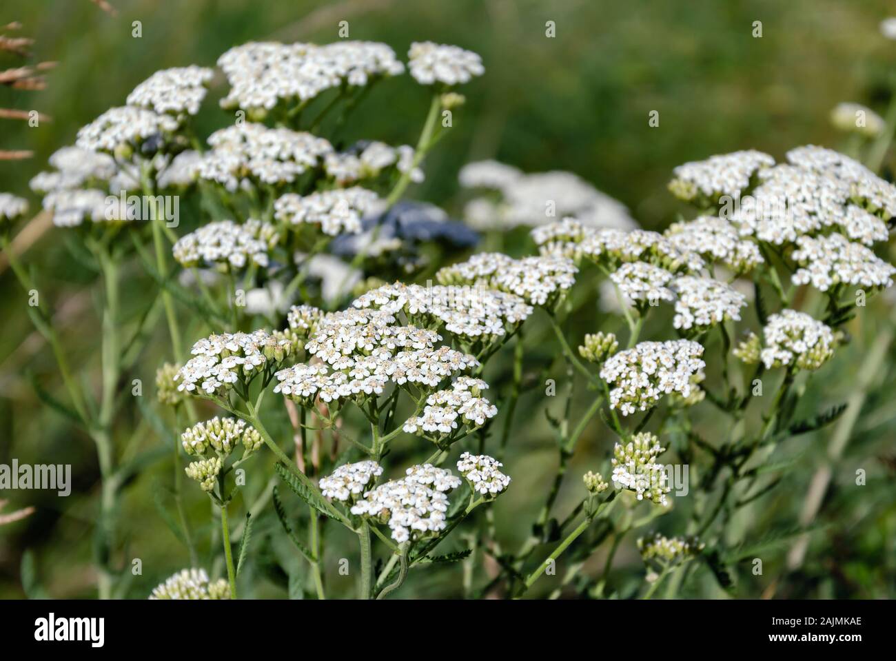 Wiese Gras, Feld Schafgarbe blüht mit weißen Blumen auf einem Hintergrund von grünem Gras, Nahaufnahme Stockfoto