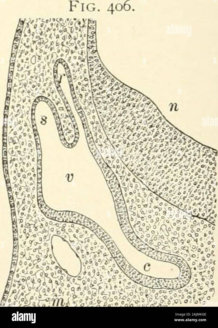 Lehrbuch der normalen Histologie: einschließlich der Berücksichtigung der Entwicklung der Gewebe und der Organe. Sagittalschnitt durch Entwicklung von earof zehn Tage Kaninchen embryo: o, otic vesiclebecoming Birnenförmig, wegen formationof recessus Vestibuli (r); m, surroundingmesoderm. Abschnitt über die Entwicklung der Zwölf - dayrabbit Embryo: v, primitiven Vestibül, fromwhich erweitern (r) recessus labyrinthi und (s) halbrunde Kanal über und (c) die Cochlear canalbelow; n, neuralrohr mit Eingedicktem ventrallining; m, mesoderm. Rinth überproportional auffällig im Vergleich zu seinen permanentrepresentative, Stockfoto