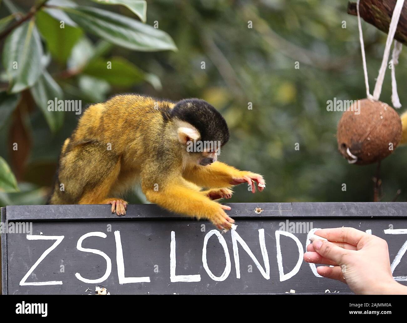 Zoowärter im ZSL London ausgegraben Es klemmbretter, Taschenrechner und Kameras und Donnerstag, den 2. Januar 2020 begann die Zählung der Tiere bei der jährlichen Inventur im Zoo. Die Gezählten jedes Säugetier-, Vogel-, Reptilien, Fische und Wirbellose. Für einige Zoowärter die Aufgabe relativ einfach ist, aber einfallsreichen Taktiken, die von anderen Benutzern verwendet werden. jeder Bewohner im Zoo zu gewährleisten zu bilanzieren, die B.U.G.S team Cheat und Zählen ant Kolonien als einer, statt der Verfolgung Hunderte von einzelnen Ameisen. Stockfoto