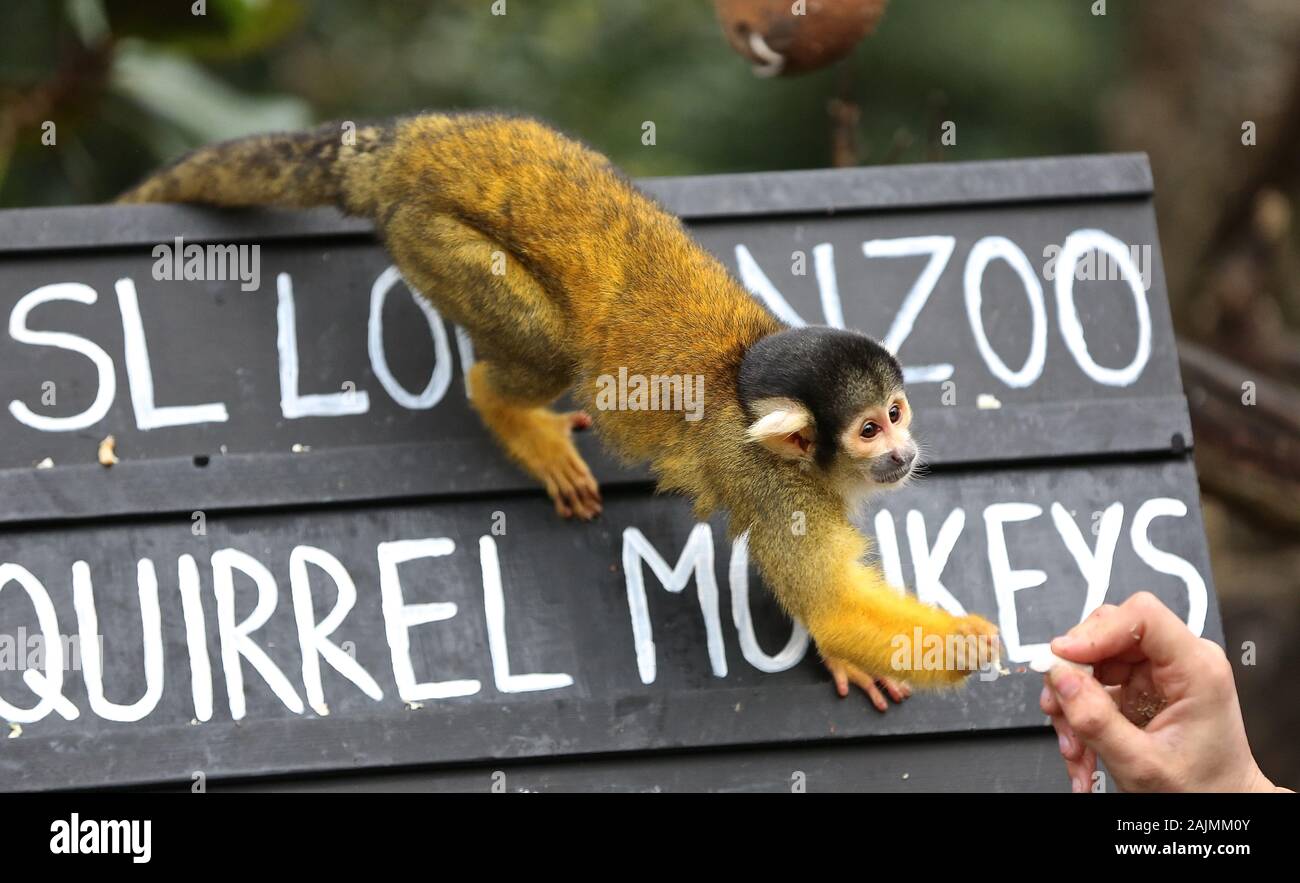 Zoowärter im ZSL London ausgegraben Es klemmbretter, Taschenrechner und Kameras und Donnerstag, den 2. Januar 2020 begann die Zählung der Tiere bei der jährlichen Inventur im Zoo. Die Gezählten jedes Säugetier-, Vogel-, Reptilien, Fische und Wirbellose. Für einige Zoowärter die Aufgabe relativ einfach ist, aber einfallsreichen Taktiken, die von anderen Benutzern verwendet werden. jeder Bewohner im Zoo zu gewährleisten zu bilanzieren, die B.U.G.S team Cheat und Zählen ant Kolonien als einer, statt der Verfolgung Hunderte von einzelnen Ameisen. Stockfoto