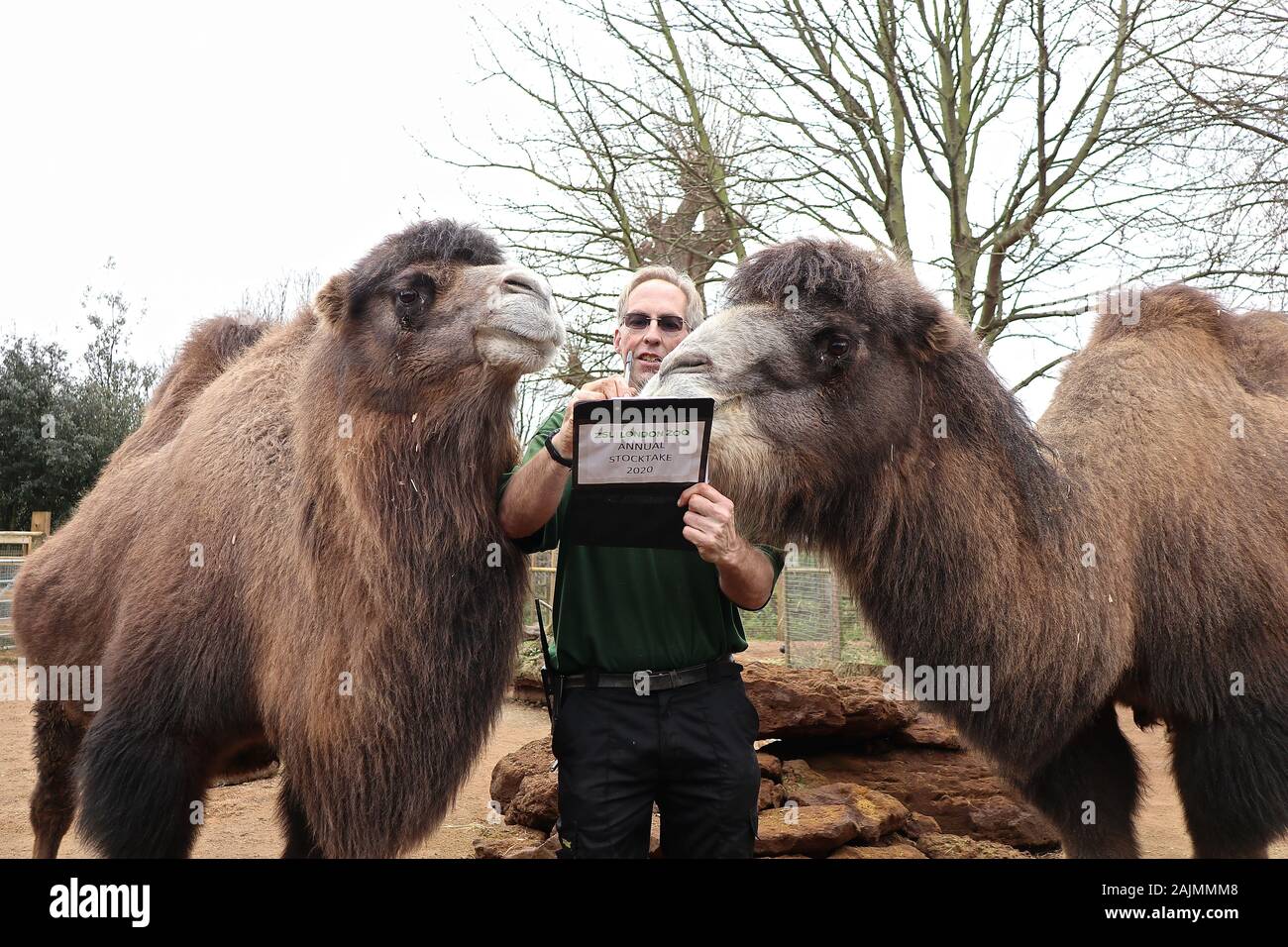 Zoowärter im ZSL London ausgegraben Es klemmbretter, Taschenrechner und Kameras und Donnerstag, den 2. Januar 2020 begann die Zählung der Tiere bei der jährlichen Inventur im Zoo. Die Gezählten jedes Säugetier-, Vogel-, Reptilien, Fische und Wirbellose. Für einige Zoowärter die Aufgabe relativ einfach ist, aber einfallsreichen Taktiken, die von anderen Benutzern verwendet werden. jeder Bewohner im Zoo zu gewährleisten zu bilanzieren, die B.U.G.S team Cheat und Zählen ant Kolonien als einer, statt der Verfolgung Hunderte von einzelnen Ameisen. Stockfoto