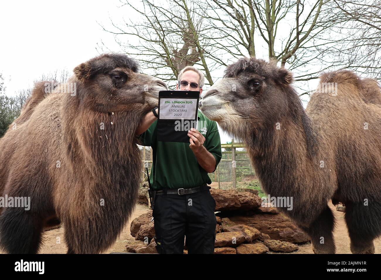 Zoowärter im ZSL London ausgegraben Es klemmbretter, Taschenrechner und Kameras und Donnerstag, den 2. Januar 2020 begann die Zählung der Tiere bei der jährlichen Inventur im Zoo. Die Gezählten jedes Säugetier-, Vogel-, Reptilien, Fische und Wirbellose. Für einige Zoowärter die Aufgabe relativ einfach ist, aber einfallsreichen Taktiken, die von anderen Benutzern verwendet werden. jeder Bewohner im Zoo zu gewährleisten zu bilanzieren, die B.U.G.S team Cheat und Zählen ant Kolonien als einer, statt der Verfolgung Hunderte von einzelnen Ameisen. Stockfoto