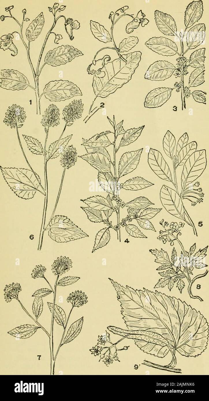 Eine bebilderte Anleitung zu den Blütenpflanzen des nahen Atlantik und Neu-England-Staaten (mit Ausnahme der Gräser und Seggen) Der beschreibende Text in vertrauten Sprache geschrieben. Glanz zu ranken. Divisionsof Kelch 4, von denen zwei größer sind als die beiden anderen; Blütenblätter auch 4, withsimilar Mißverhältnis zwischen zwei Paare, weiß. Staubblätter 8, ungleich. Fruita viel aufgepumpten Blase - wie Kapsel 1 cm lang, mit schwarzer globoseseeds. Vom Anbau entgangen, gelegentlich nur. Familie X.- BALSAMINACEAE. Jewel Weed Familie jährlichen Kräuter, mit saftigen Stengel, Awith einfache Alternative leavesand Ve Stockfoto