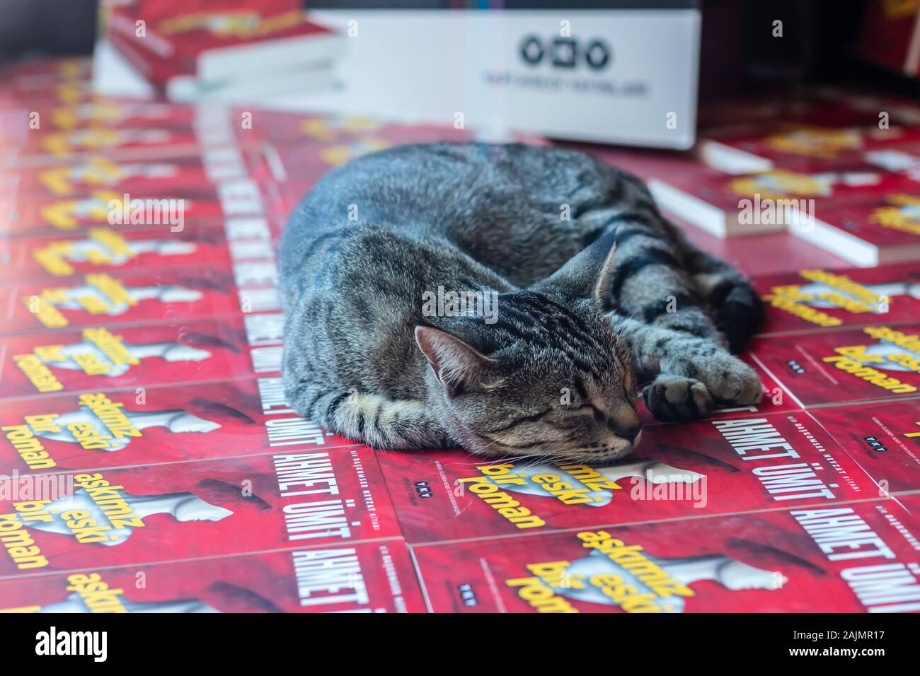 Cute grau streunende Katze schläft auf der Buchhändler präsentieren. Foto bei Izmir/Türkei getroffen hat. Stockfoto