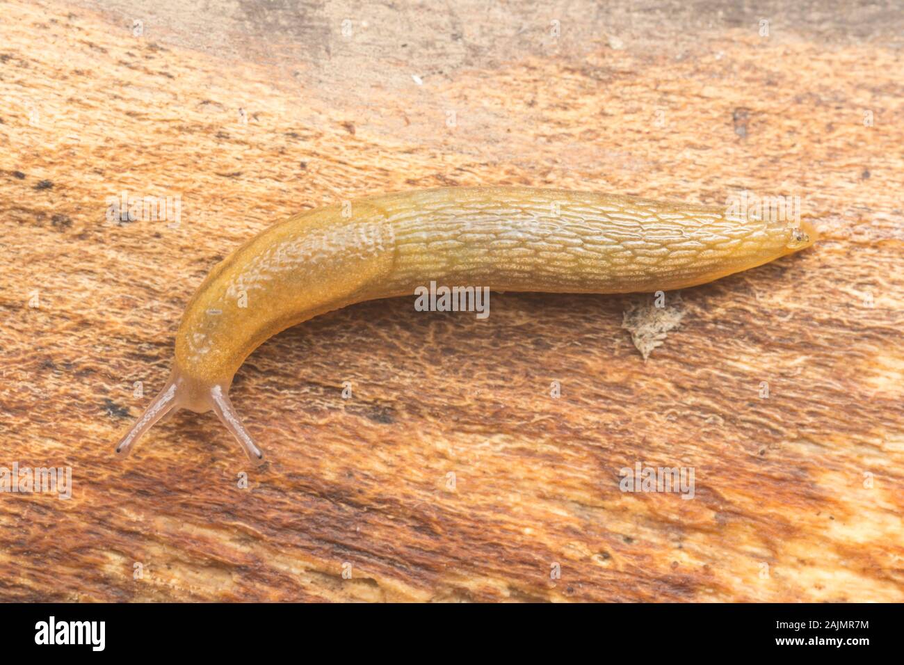 Ein Dusky Slug (Arion subfuscus), alias Dusky Arion, bewegt sich über ein verfallendes Protokoll. Stockfoto