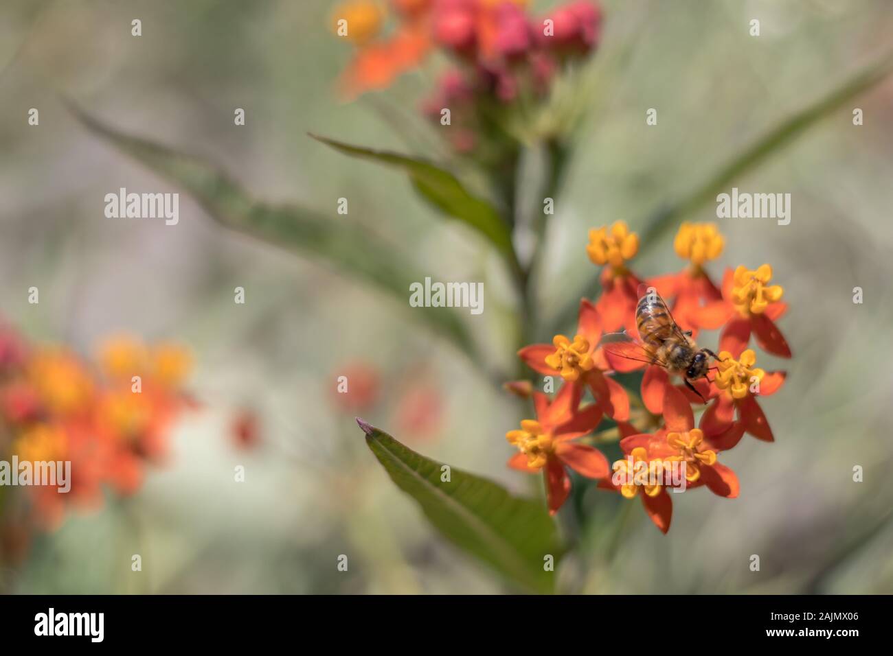 Biene auf tropischen Seidenpflanze (Asclepias Curassavica) Blüte Stockfoto