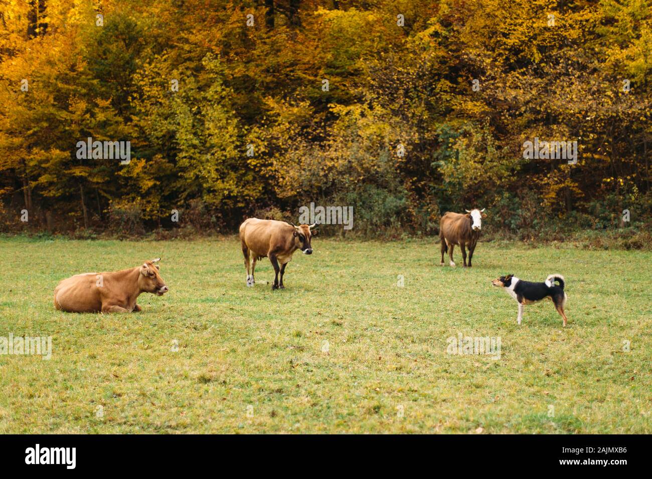 Herde von Kühen und Hund auf grünem Feld mit Herbstwald Hintergrund Stockfoto