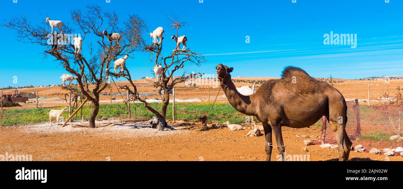 Ziegen stieg auf einen Baum und essen Blätter, Essaouira, Souss-Massa-Draa region, Marokko Stockfoto