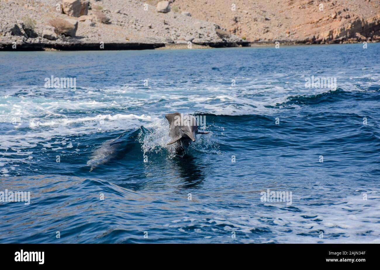 Verspielte Delfine in Musandam, Oman Stockfoto