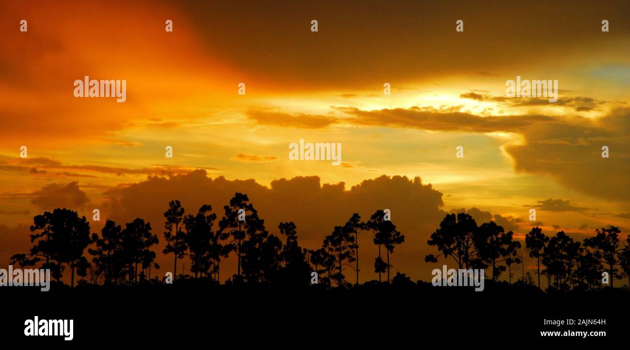 Sonnenuntergang durch die Kiefer in Pine Glades Natural Area Stockfoto