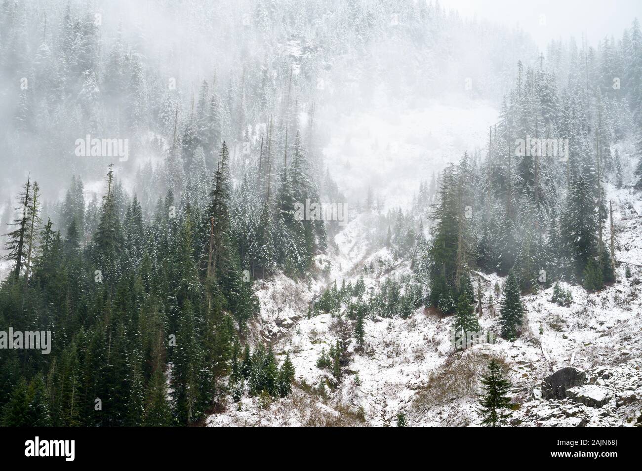 Neblige Bergbäume Mit Schnee Fällt Stockfoto