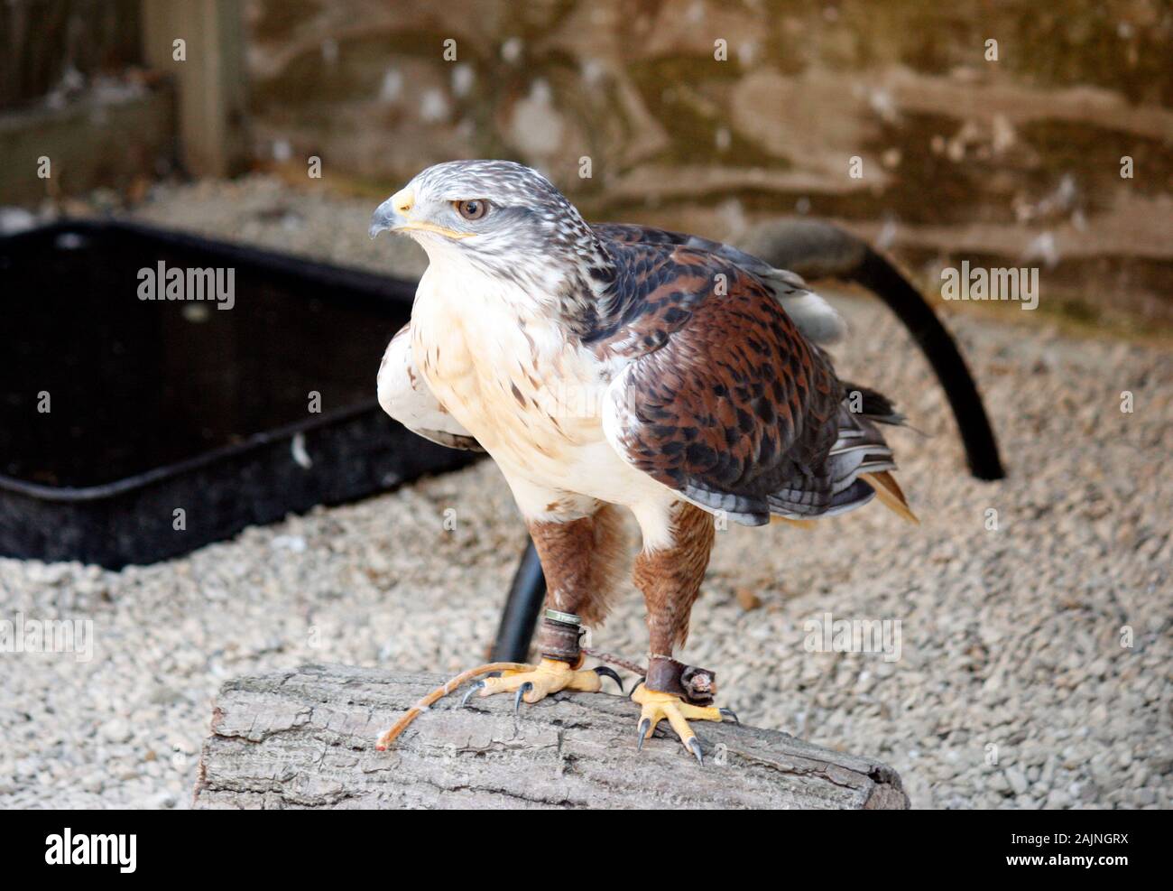 Vogel in Cotswold Falconry Centre Stockfoto