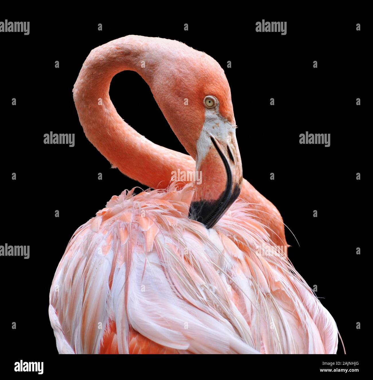 Amerikanische Flamingo, Phoenicopterus ruber wissenschaftliche Bezeichnung, die Federn putzen Stockfoto